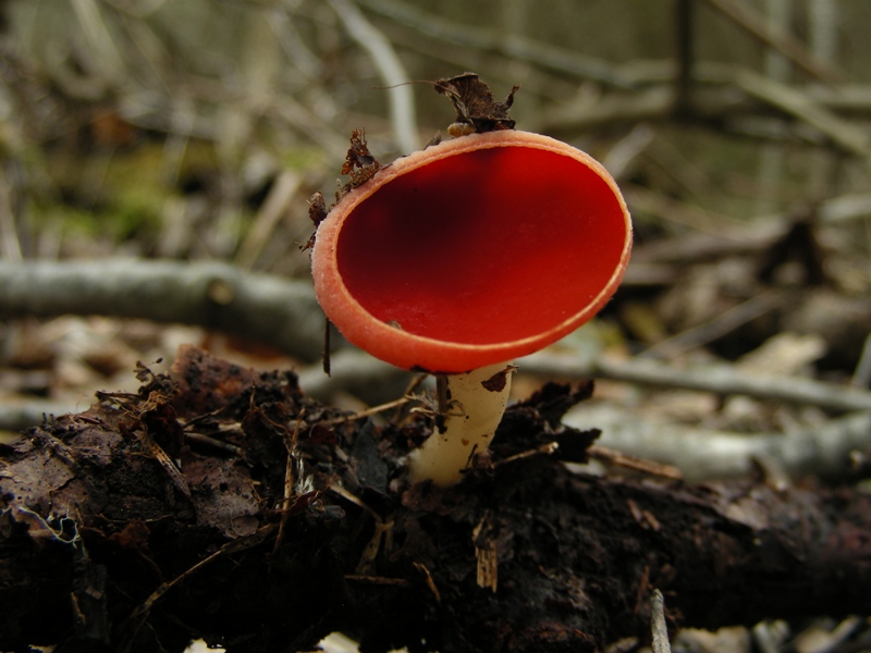 Escursione in bosco umido